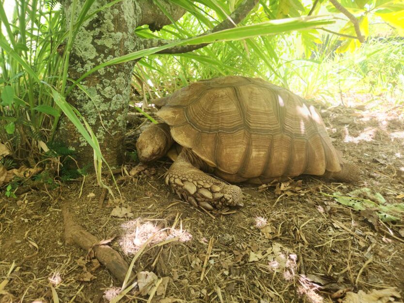 tortoise sanctuary kauai