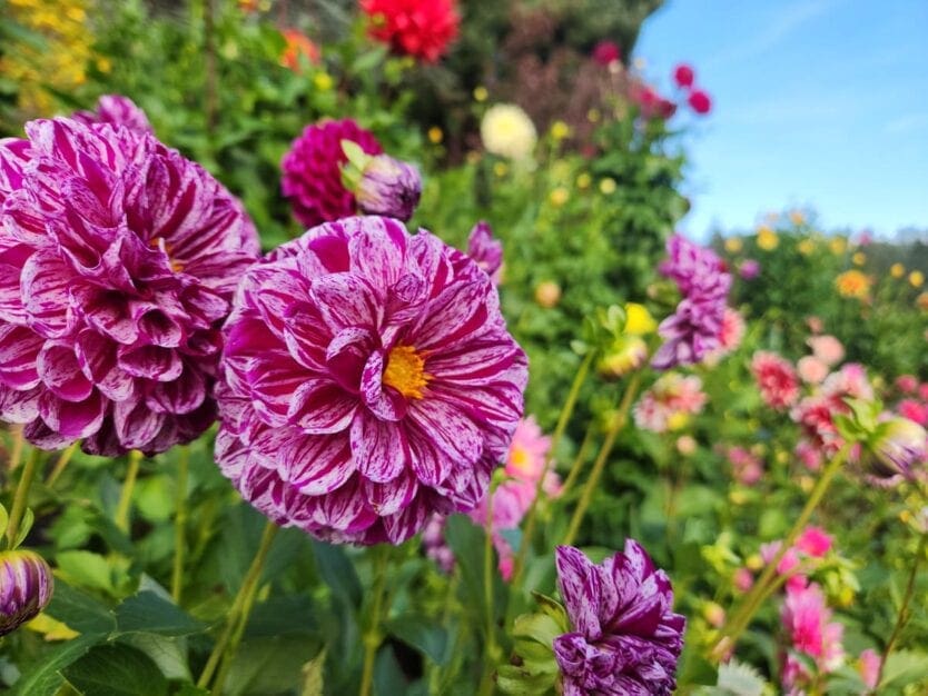 stunning flowers at butchart gardens in victoria canada