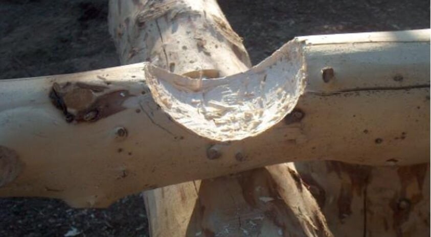 Scribing a log cabin notch
