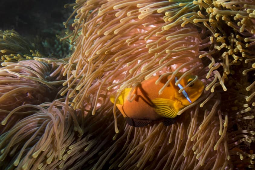 Clownfish in anemone