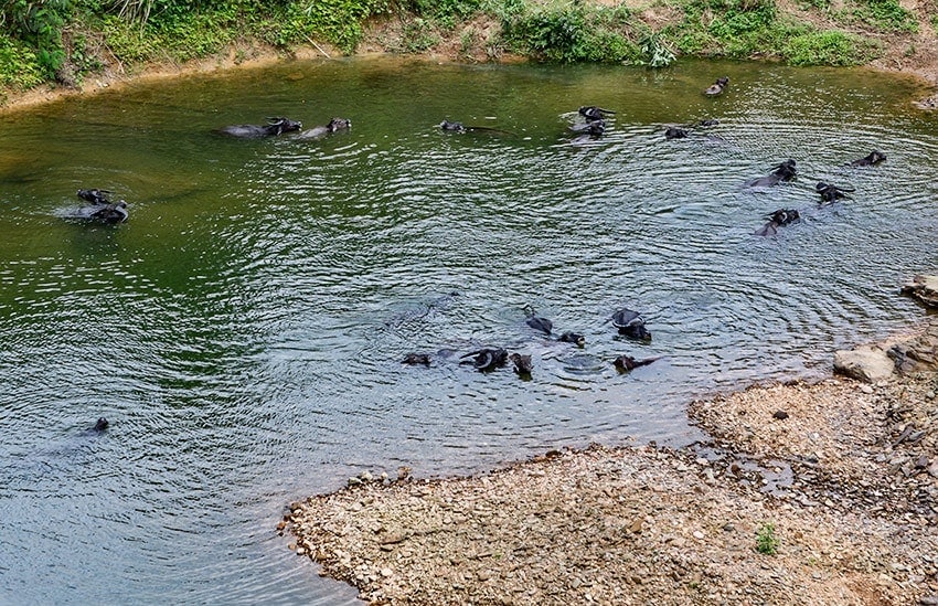 Happy Water Buffalo's