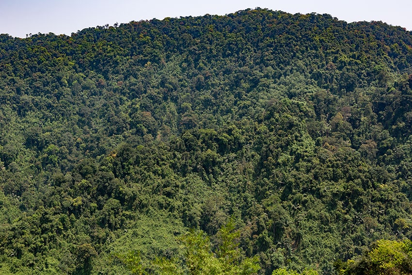 Forrest along the Ho Chi Minh Trail