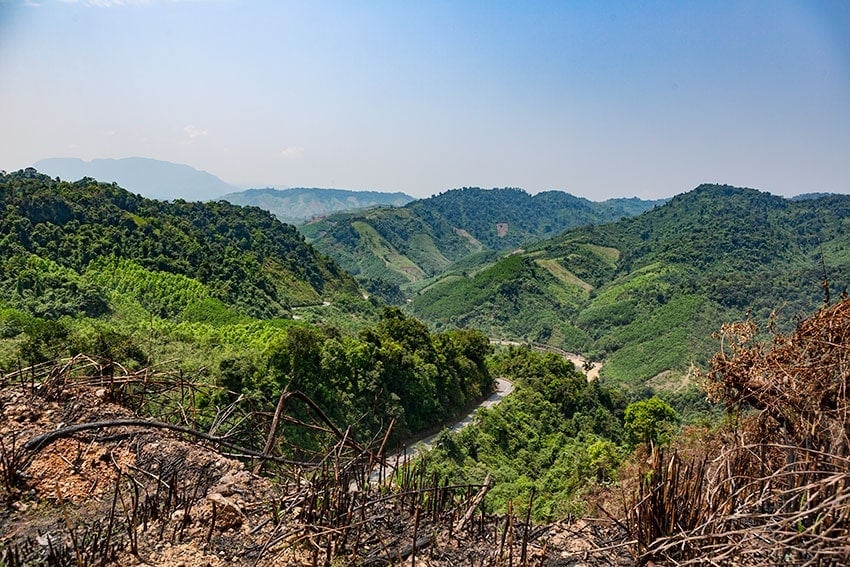 Slash and burn along the road