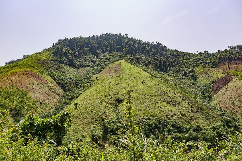 A mountain with a forest hat