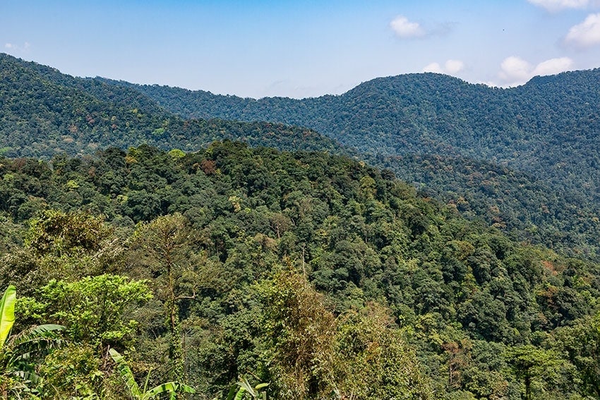 A stretch of green forest