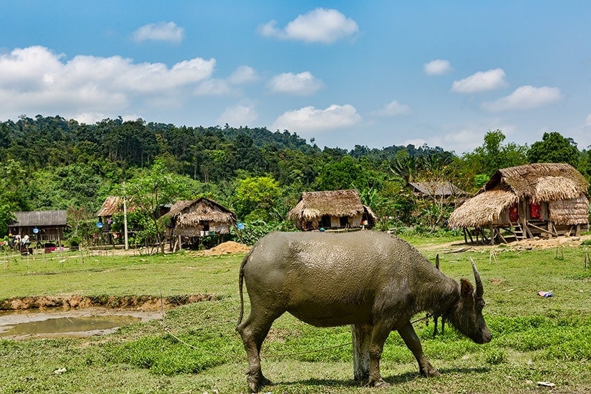 Water Buffalo