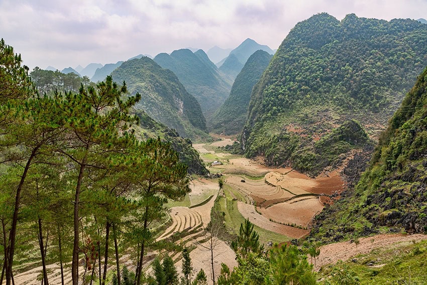 Mountains and Rice Fields