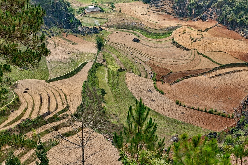 Rice Fields