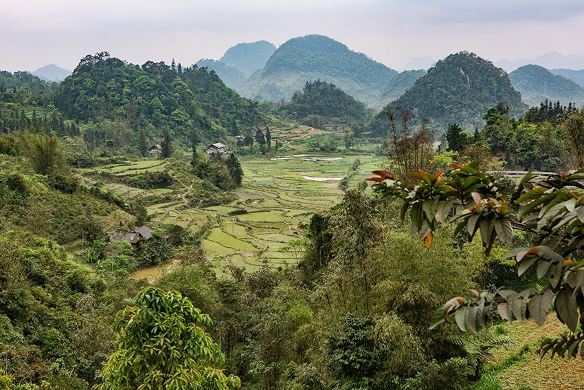 Rice Fields and Mountains