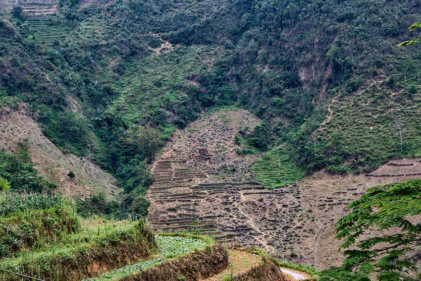 Mountain Fields