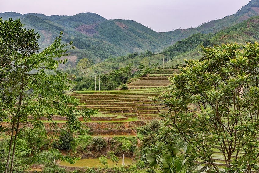 Rice terraces