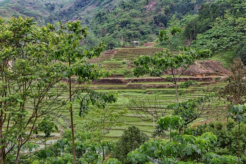 Rice terraces