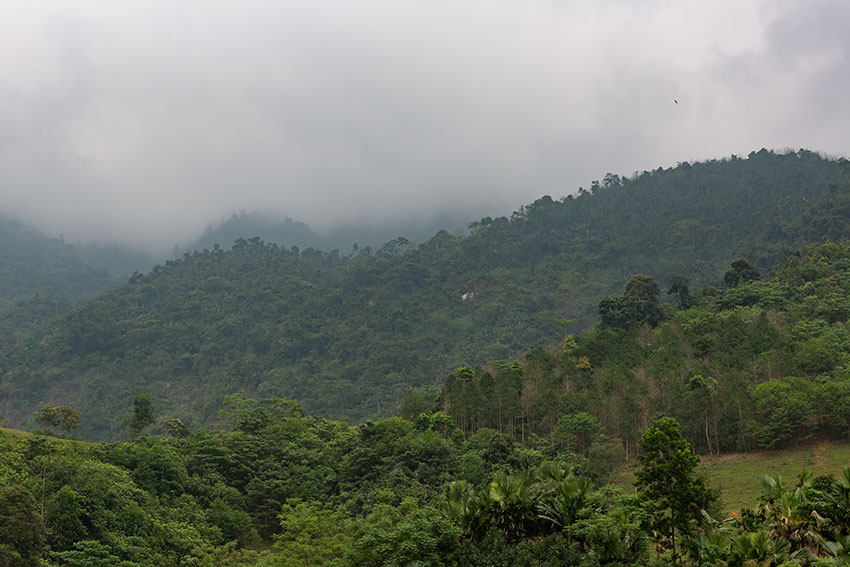 Mist in the Mountains