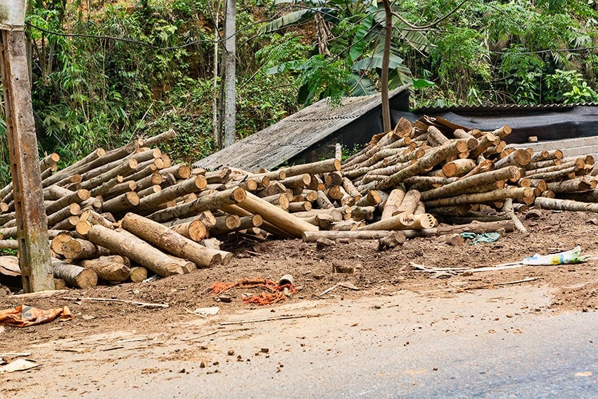 Fresh cut wood