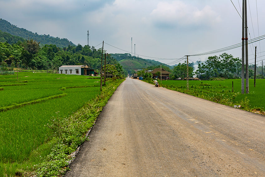 Rice fields