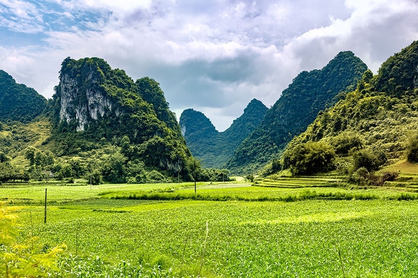 Corn field and mountains