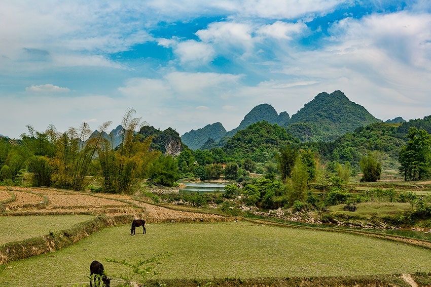 Horses in a field