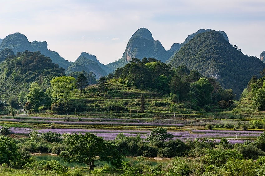 Lavender fields