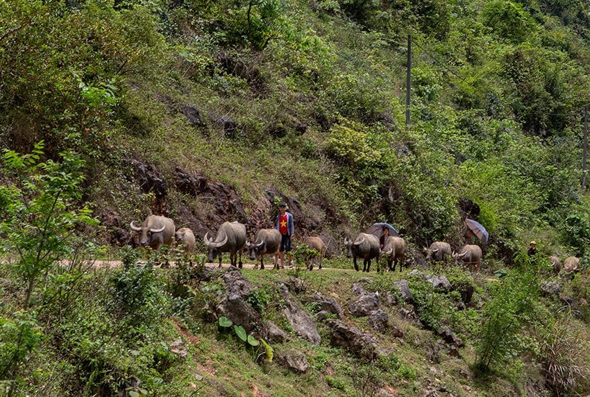 Water Buffaloes