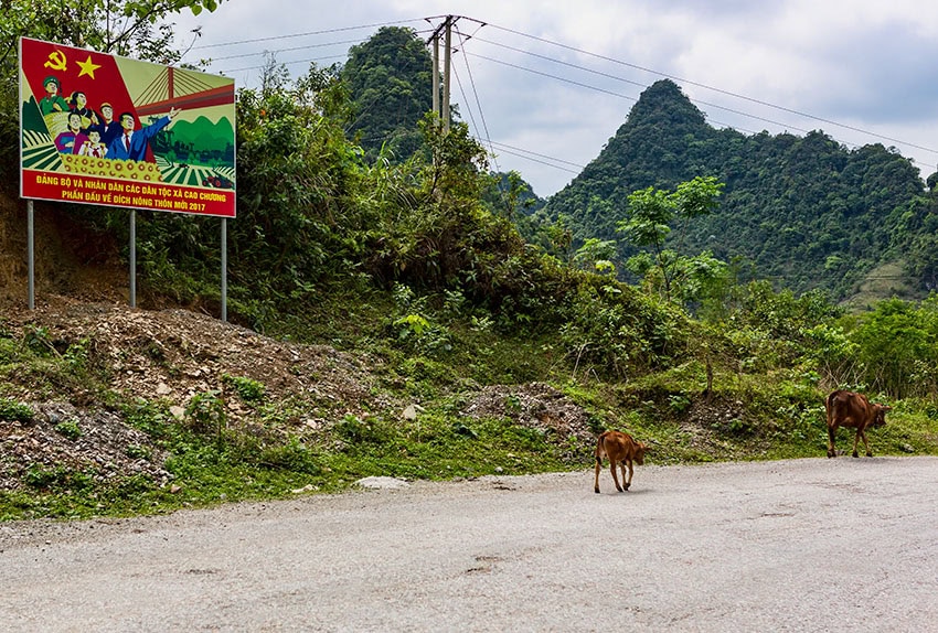 Cows on the road