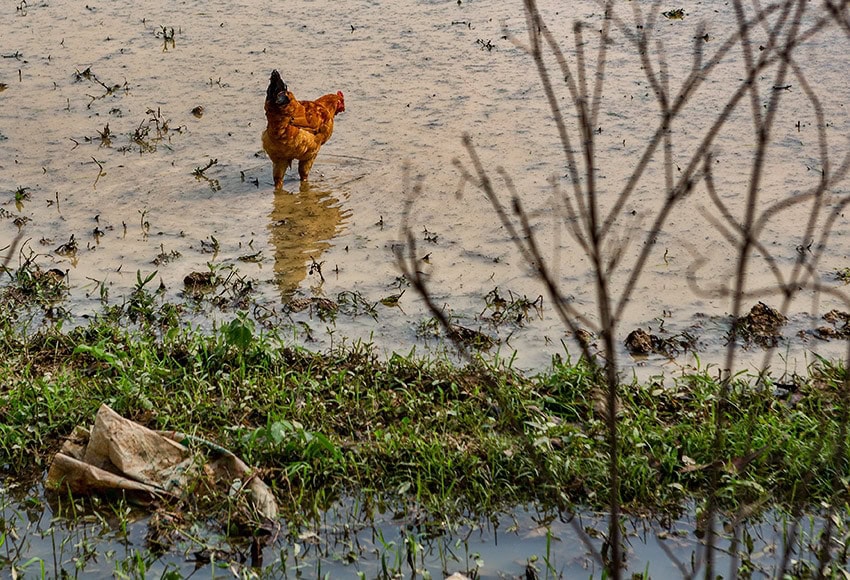 Chicken looking for food