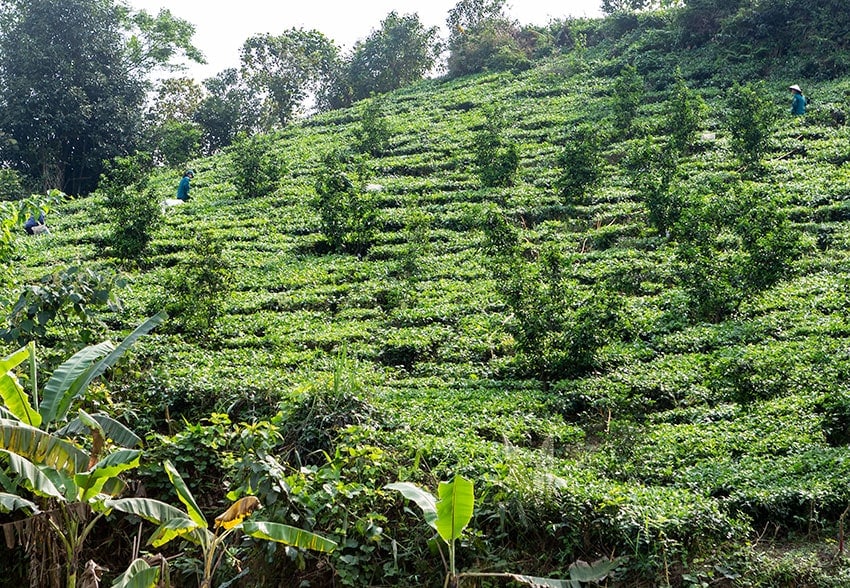 Tea farm