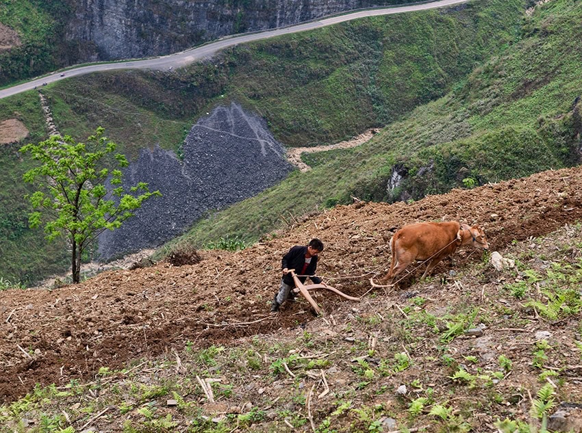 Cow working in the field