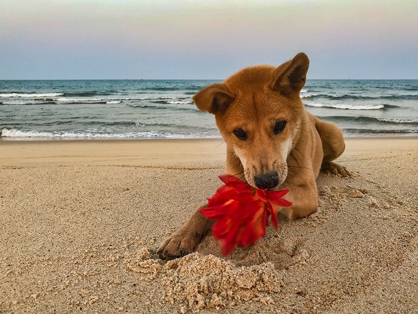 He loved that plastic flower