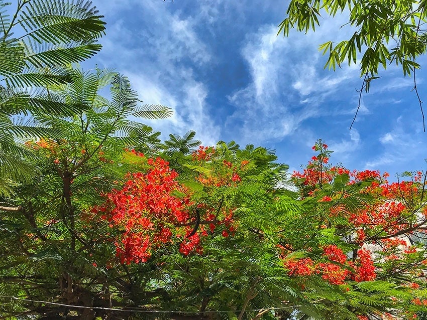 Flowers in a tree