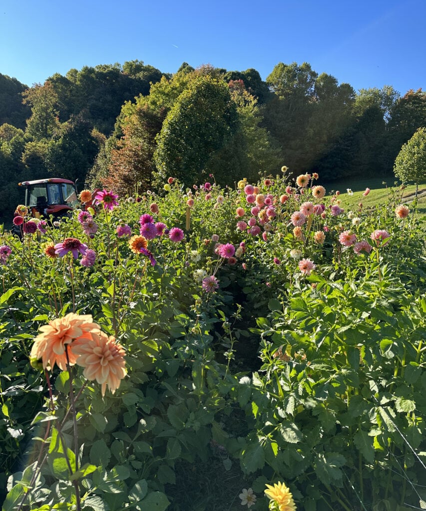 goldenrod gardens