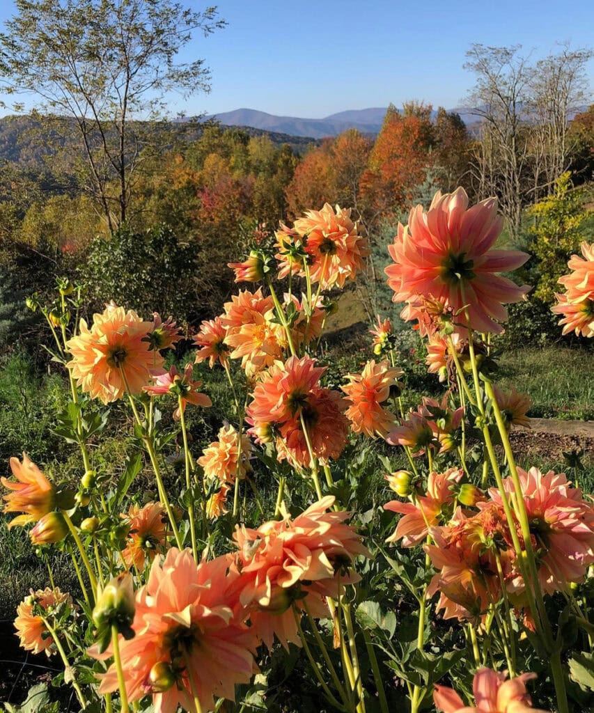 goldenrod gardens