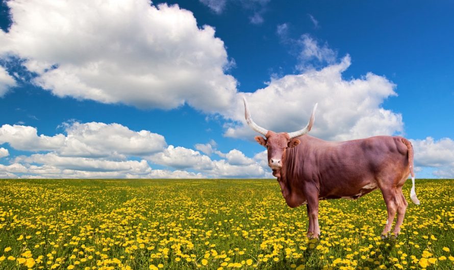 LIFE LESSONS FROM FERDINAND THE BULL