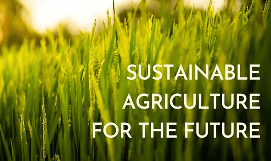 Wendy Gady of Hawaii Discusses Sustainable Agriculture and Environmental Initiatives in Hawaiian Farming