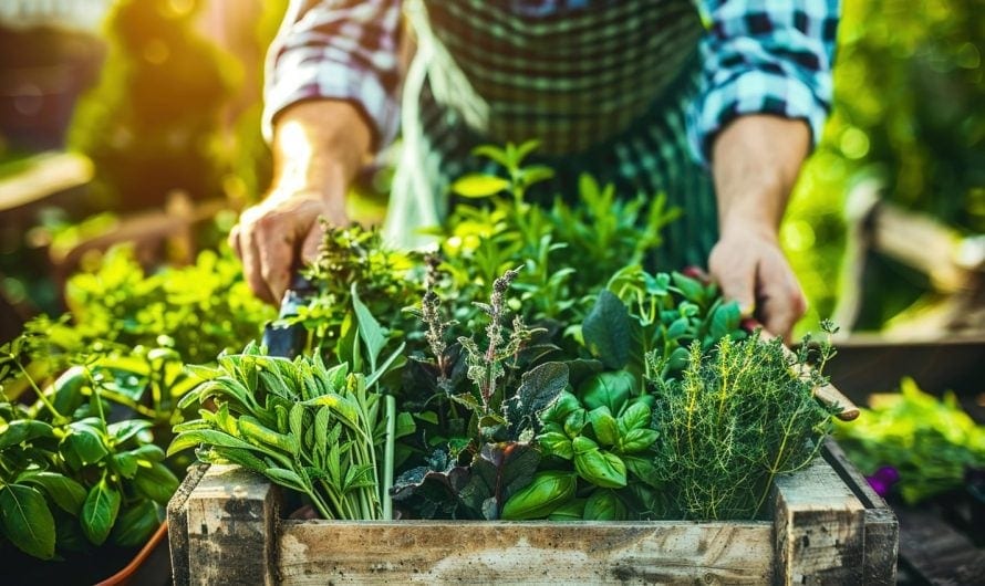 Harold Preston Threlkeld on the Importance of Farm-to-Table – Supporting Local Farmers While Serving Fresh, Quality Food