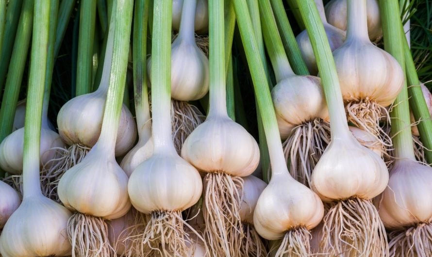 Edward Munday: Planning for Garlic Success – What I’ve Learned about Scaling Garlic Production from 56,000 to 400,000 Bulbs