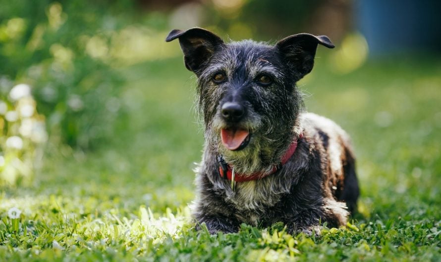 Cynthia Maro on Cancer Risk in Older Pets: Why Screening Matters in the Golden Years