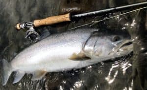 Squamish River fishing report