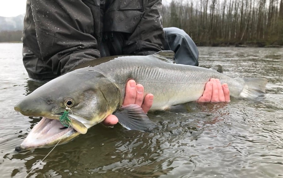 winter fly fishing