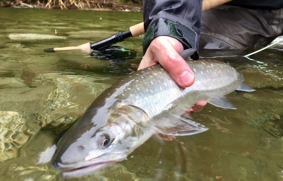 Winter Bull Trout Fishing