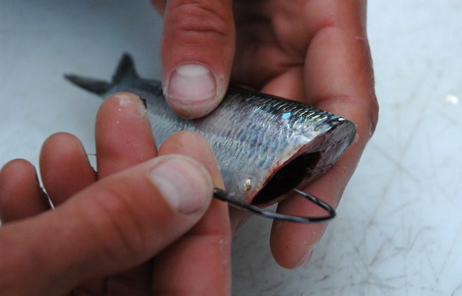 cut plug herring rig