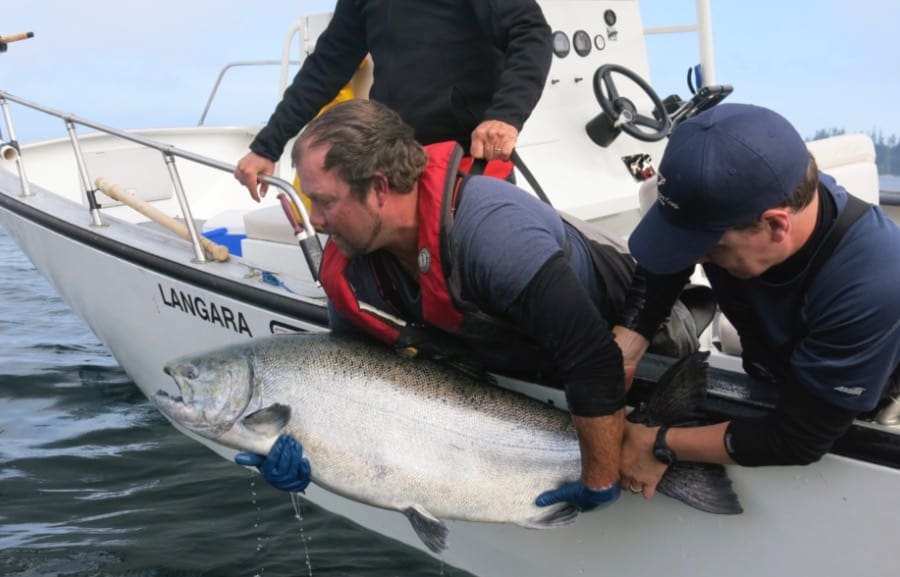 Cut Plug Herring Setup - Salmon Mooching & Trolling– Seattle