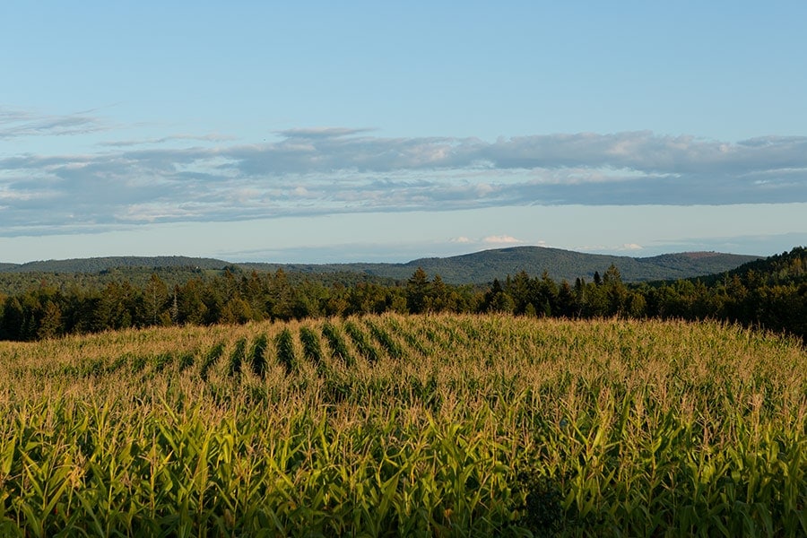 Cornfields outside of Southampton