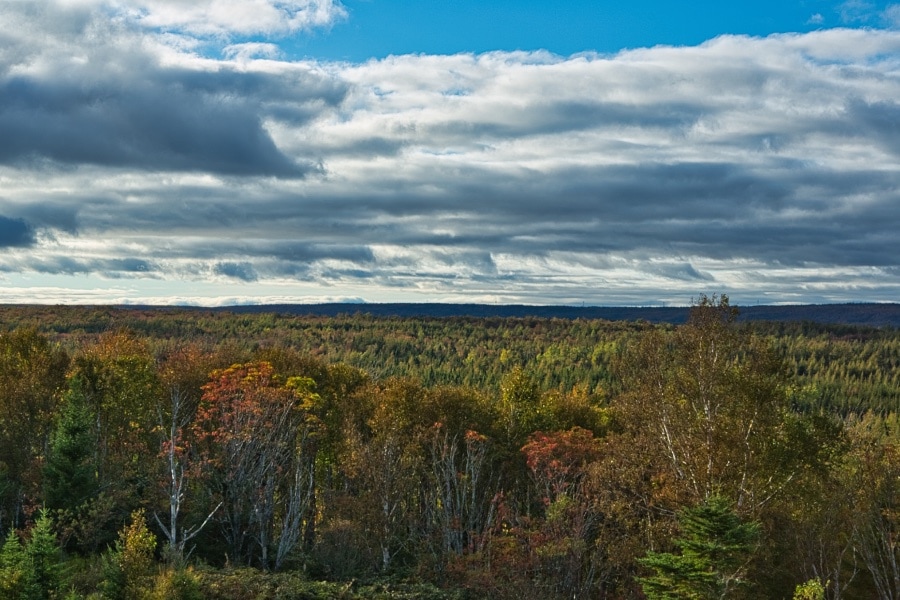 Forrest outside of Big Ridge