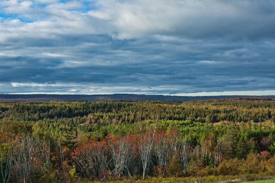 Forrest outside of Big Ridge