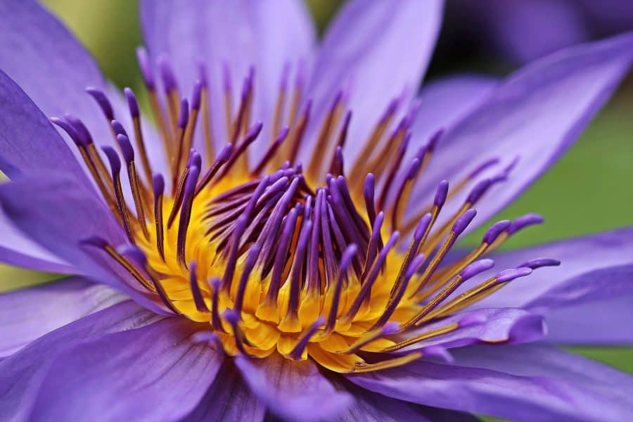 Purple Water Lily