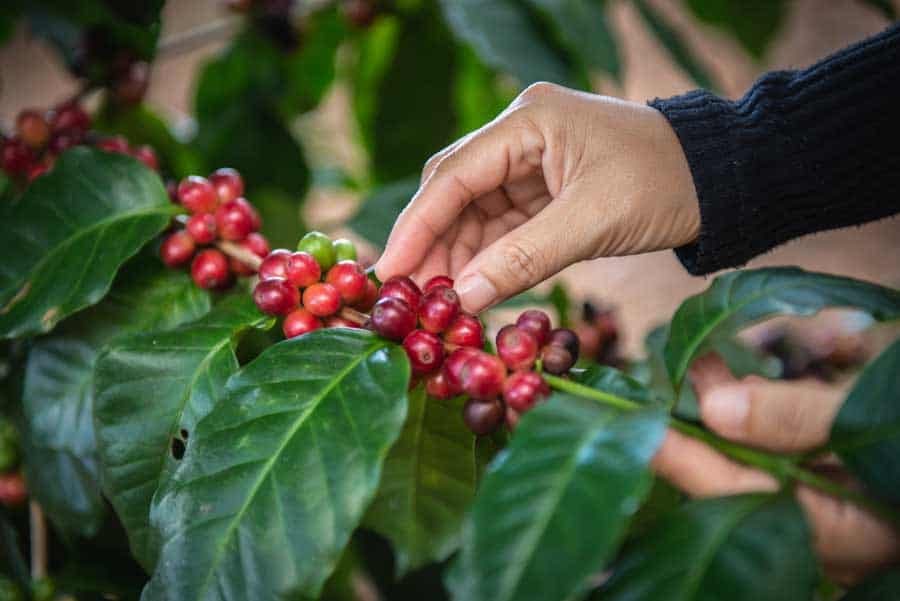 picking coffee