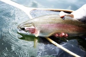 Fly Fishing Rainbow Trout BC