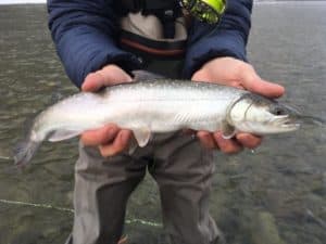 vancouver fishing report february