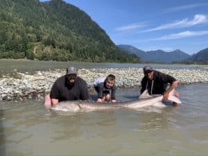 BC sturgeon fishing report