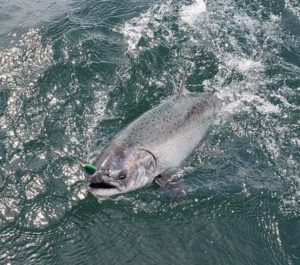 Vancouver salmon fishing report June